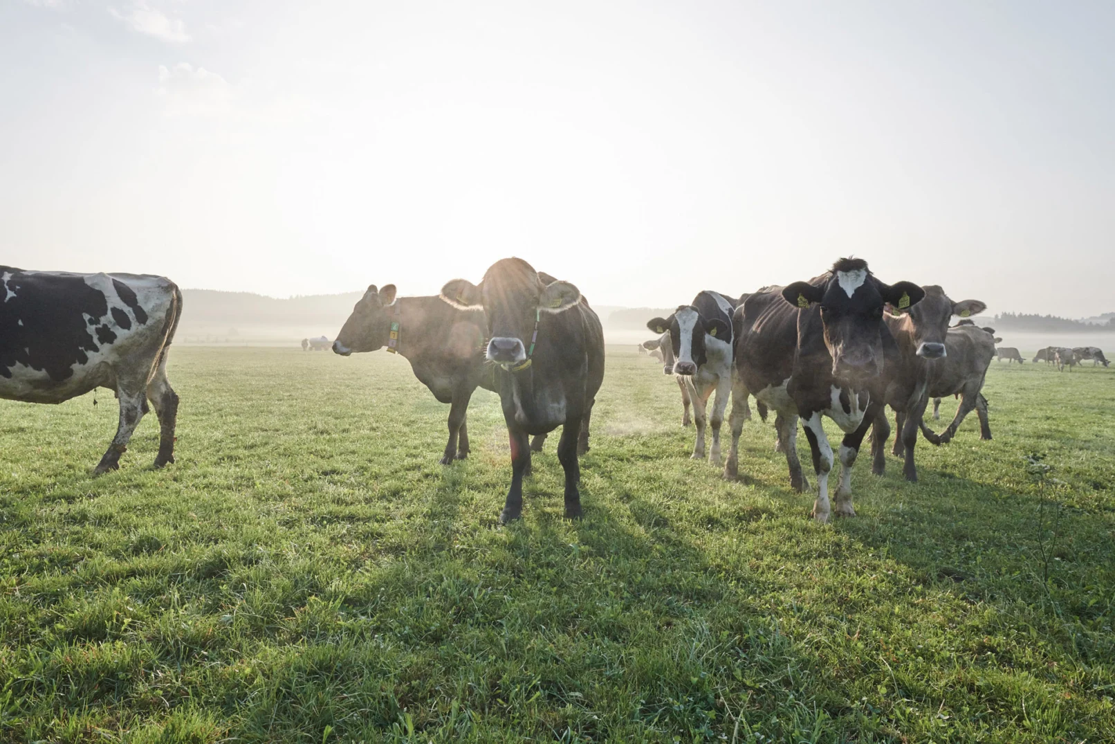 Gruppe von Milchkühen auf einer Allgäuer Weide im Gegenlicht