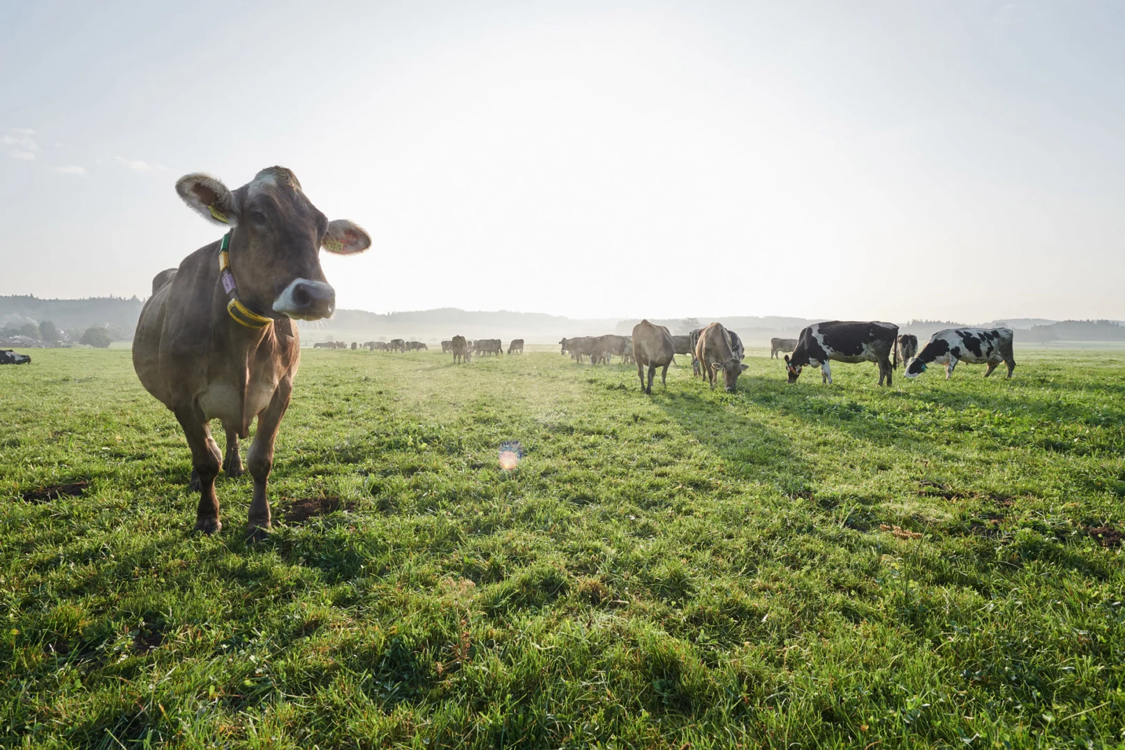 Milchkuh vor einer Herde auf der morgendlichen Allgäuer Weide